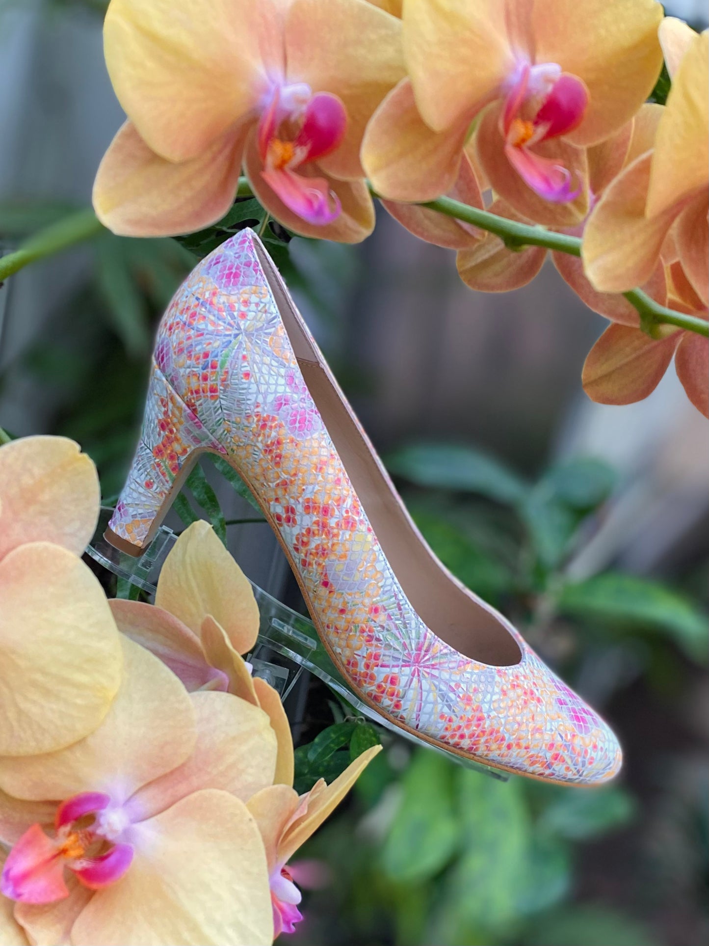 Orchid Borealis Venca
