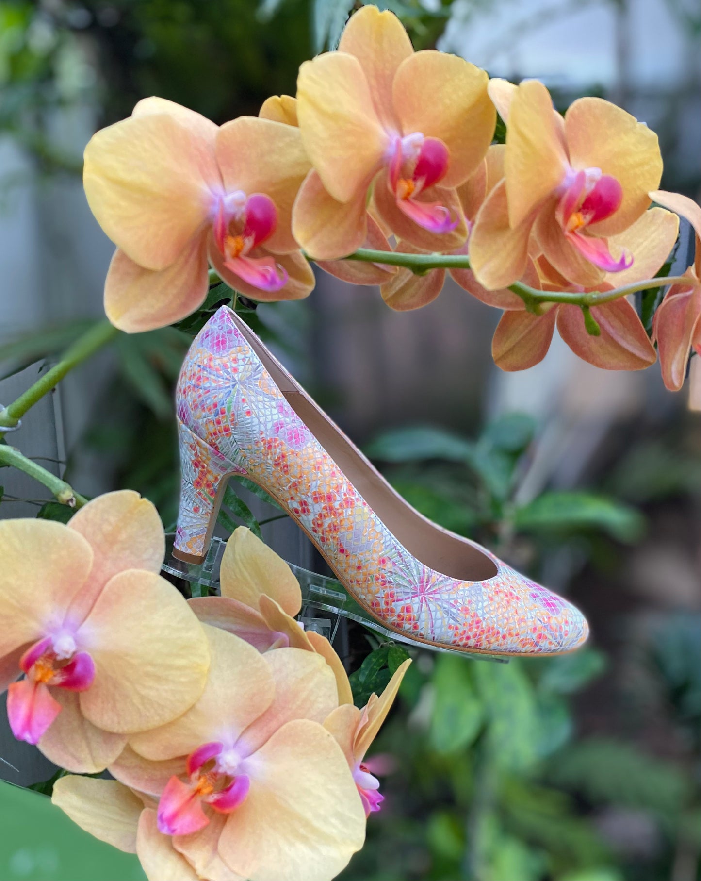 Orchid Borealis Venca